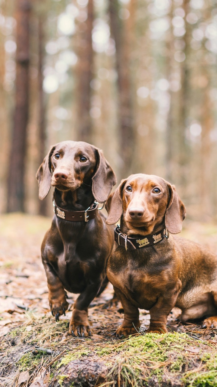 Обои такса, щенок, Чихуахуа, собака породы, пес в разрешении 720x1280