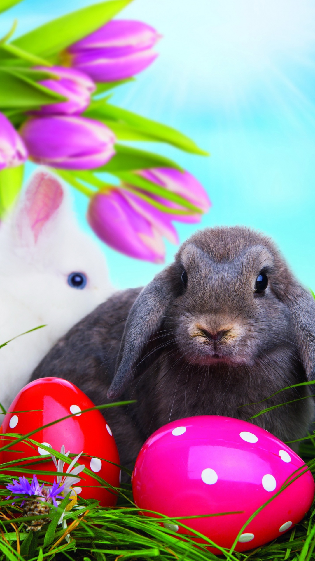 Обои пасхальный кролик, пасхальное яйцо, пасха, Кролики и зайцы, кролик в разрешении 1080x1920