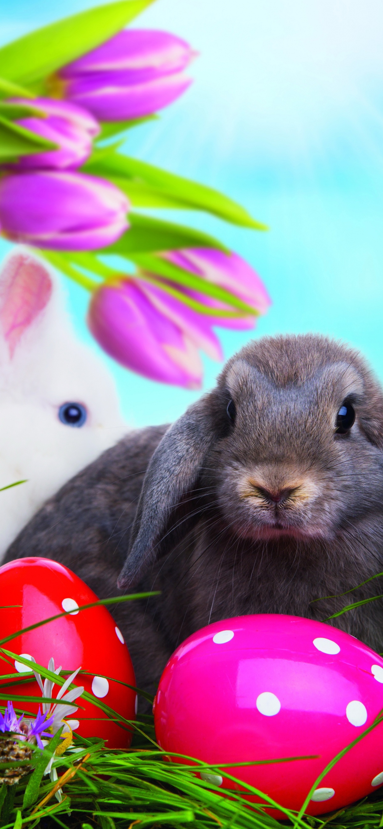 Обои пасхальный кролик, пасхальное яйцо, пасха, Кролики и зайцы, кролик в разрешении 1242x2688