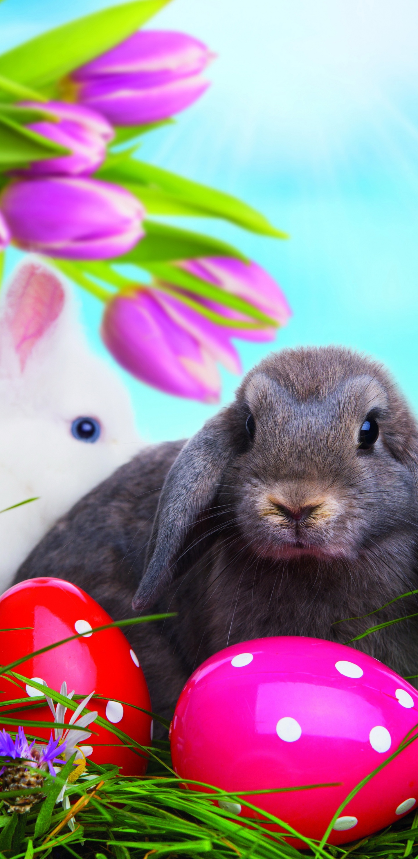 Обои пасхальный кролик, пасхальное яйцо, пасха, Кролики и зайцы, кролик в разрешении 1440x2960
