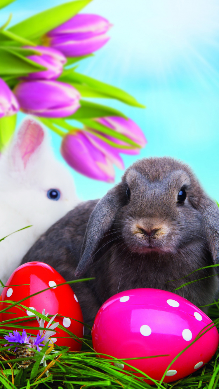 Обои пасхальный кролик, пасхальное яйцо, пасха, Кролики и зайцы, кролик в разрешении 750x1334