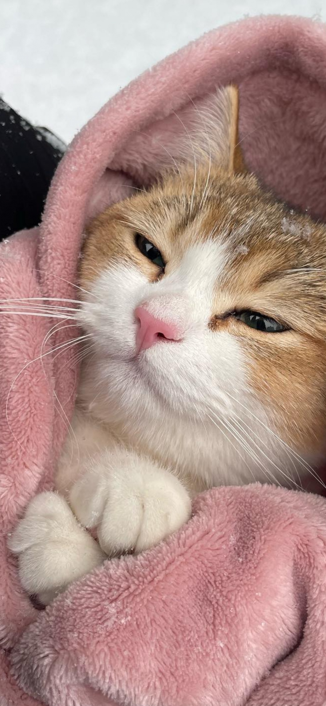 Обои европейская короткошерстная, эгейская кошка, всегда арабский, Охос Azules, полосатый кот в разрешении 1125x2436