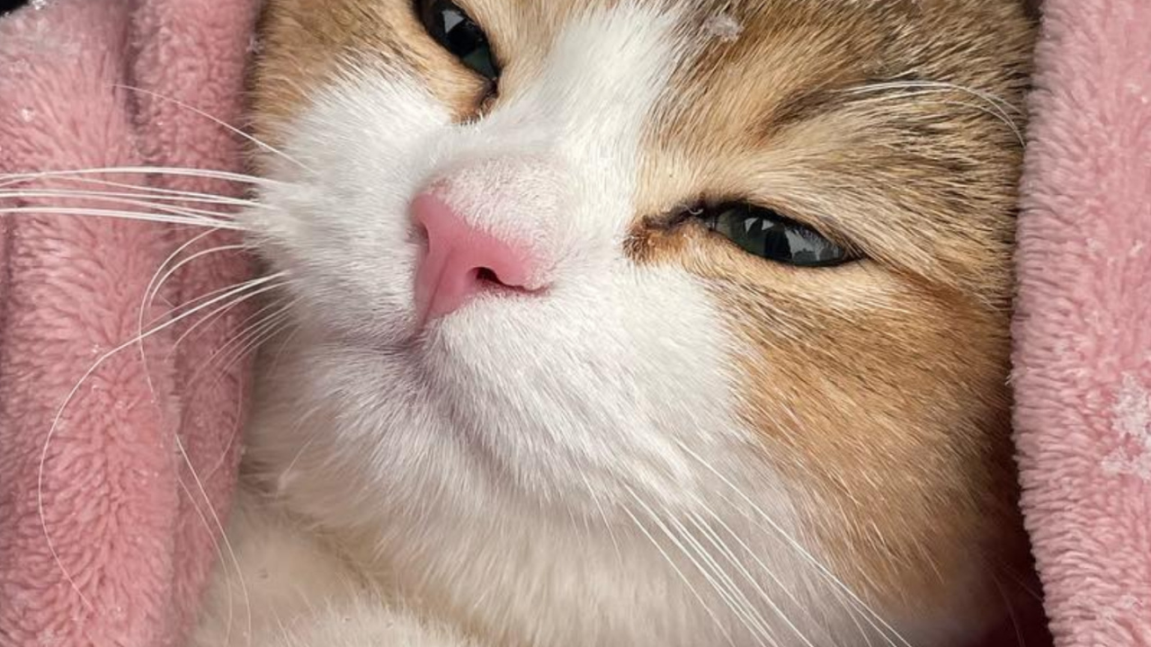 Обои европейская короткошерстная, эгейская кошка, всегда арабский, Охос Azules, полосатый кот в разрешении 1280x720