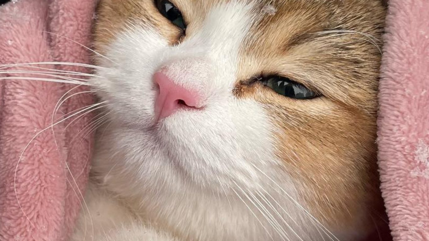 Обои европейская короткошерстная, эгейская кошка, всегда арабский, Охос Azules, полосатый кот в разрешении 1366x768