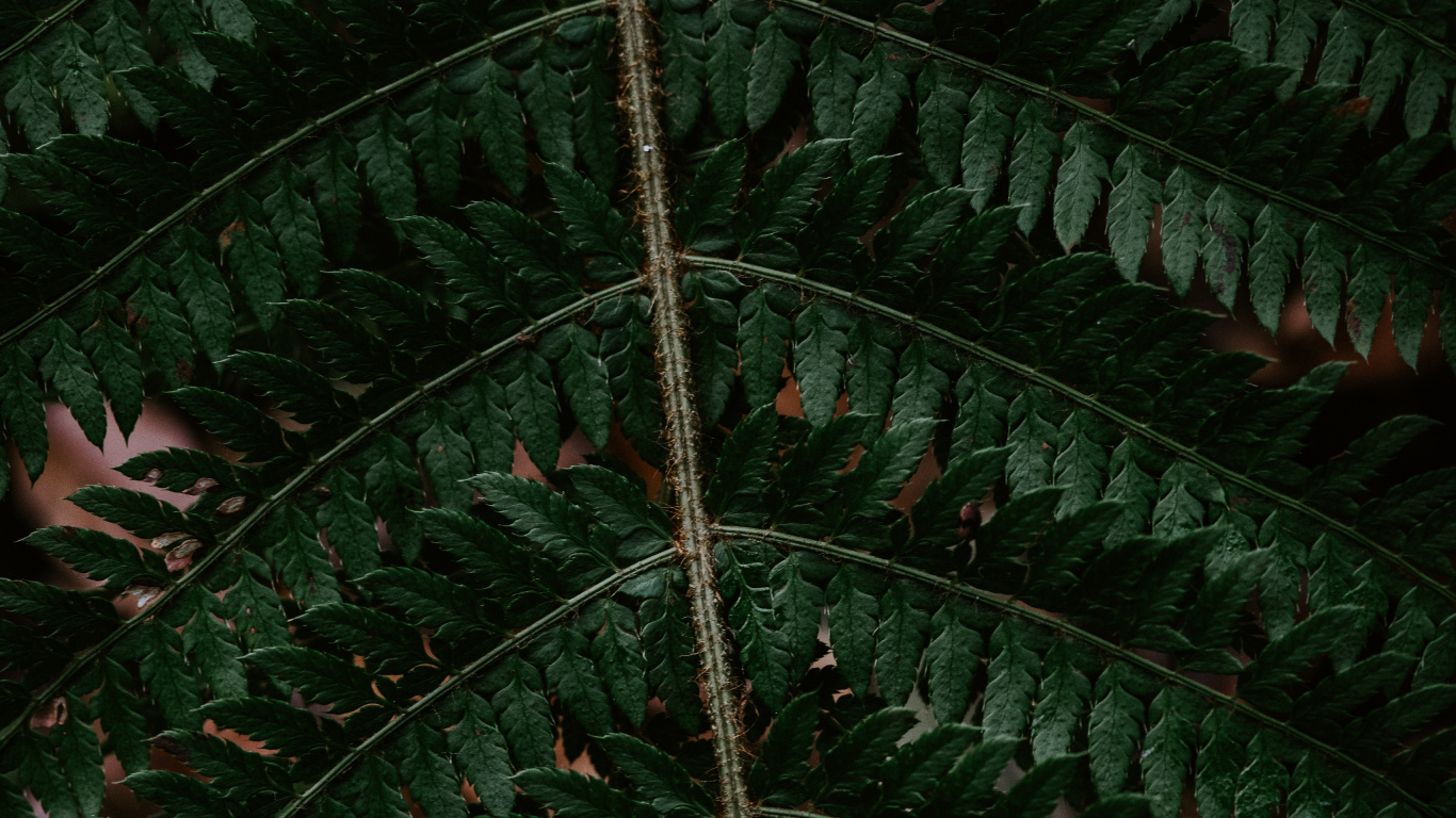 Обои папоротник, лист, зеленый, наземное растение, растение в разрешении 1366x768