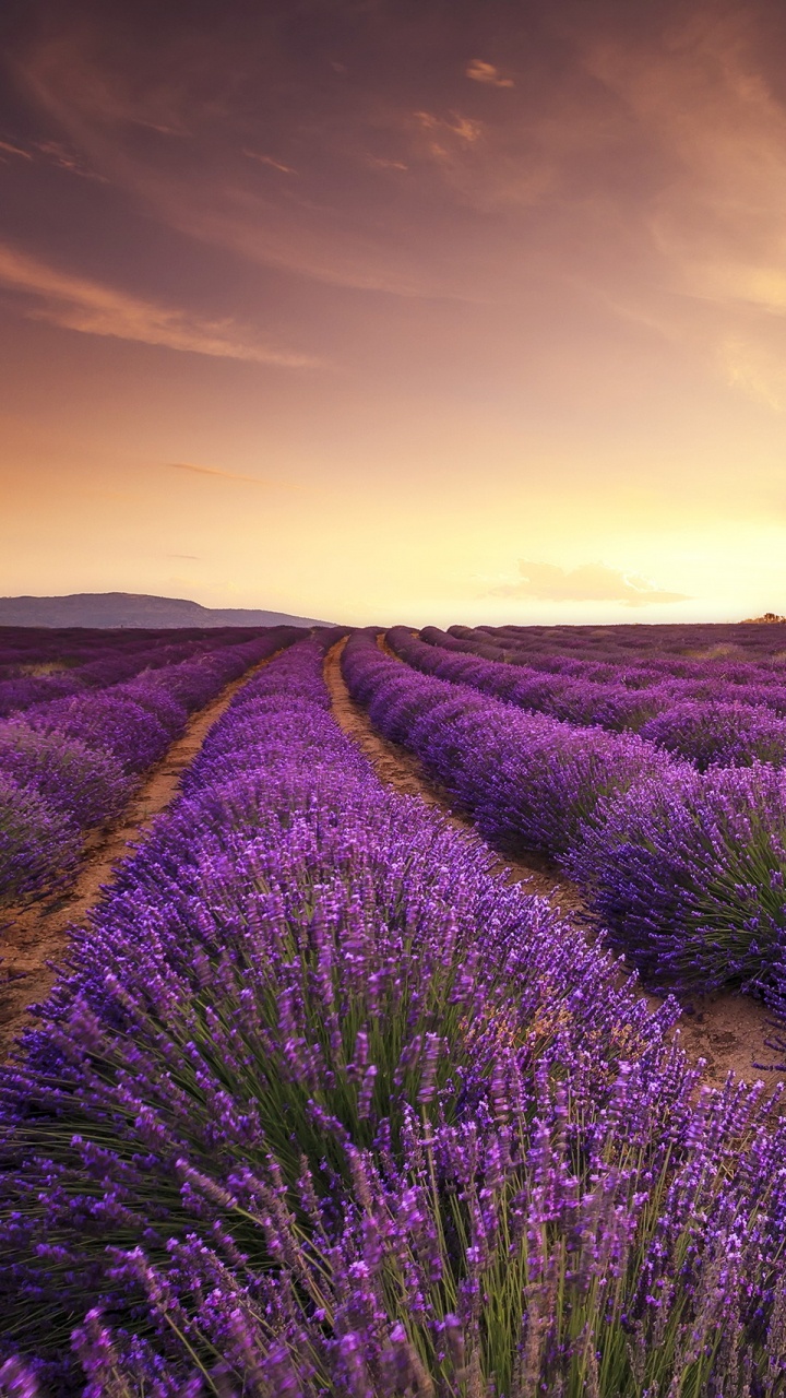 Обои лаванда, английский лаванды, пурпур, цветок, поле в разрешении 720x1280