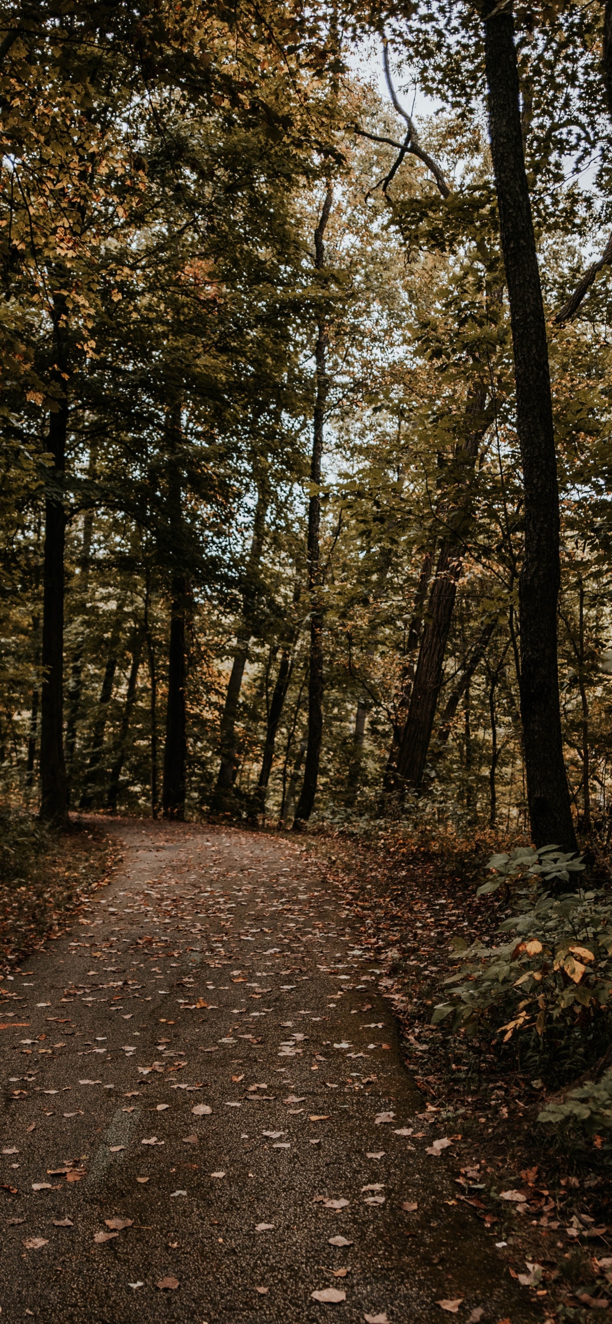 Обои лес, дерево, природа, окружающая среда, лесистая местность в разрешении 1242x2688