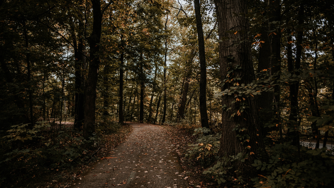 Обои лес, дерево, природа, окружающая среда, лесистая местность в разрешении 1366x768