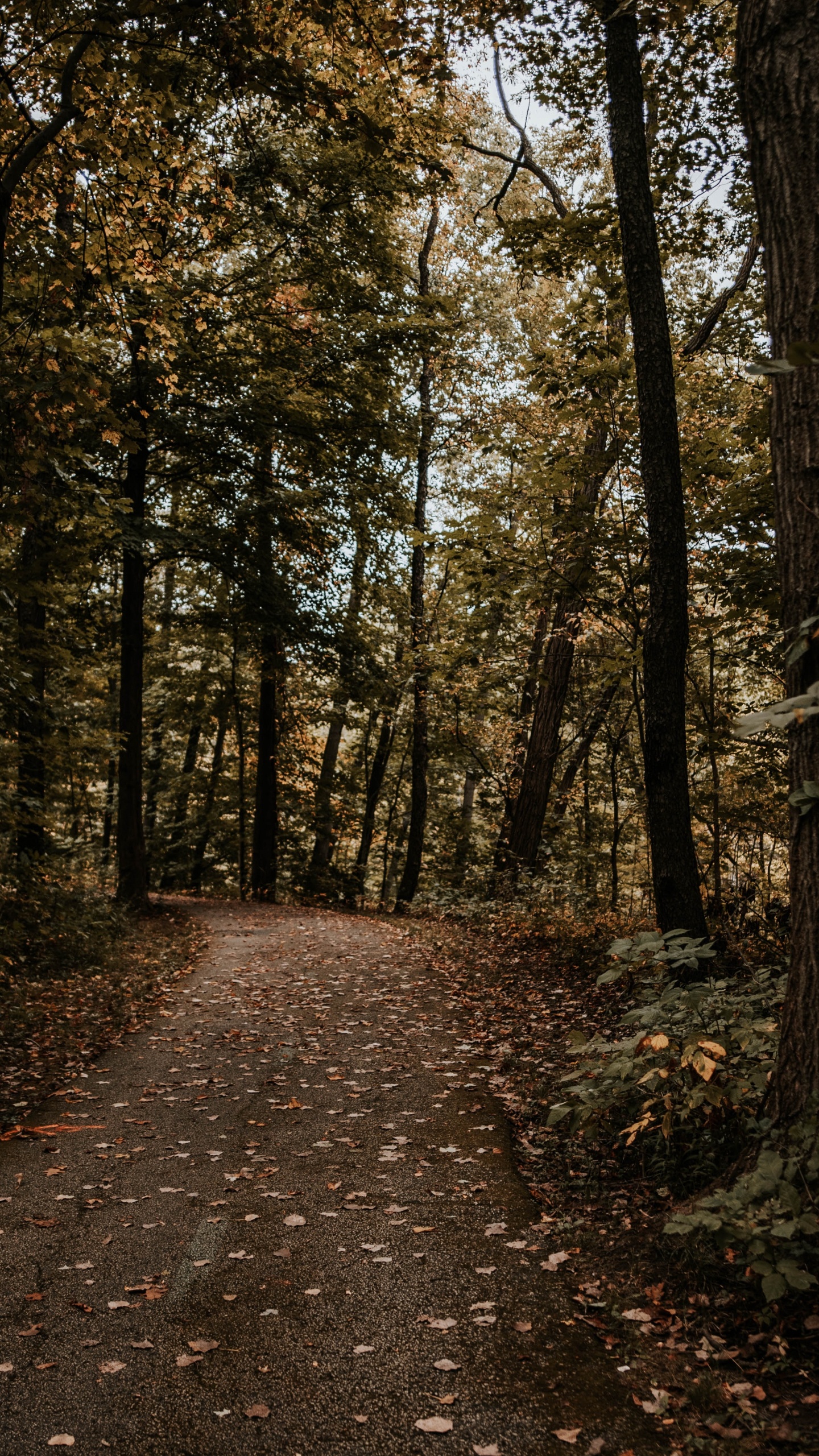 Обои лес, дерево, природа, окружающая среда, лесистая местность в разрешении 1440x2560