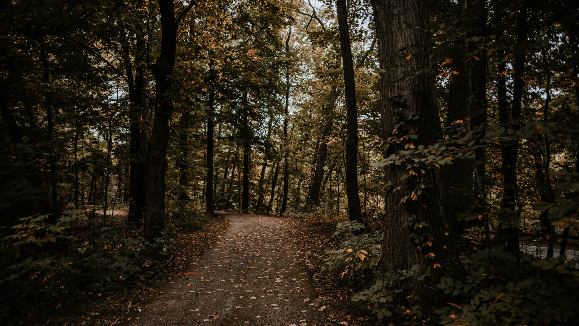 Обои лес, дерево, природа, окружающая среда, лесистая местность в разрешении 1920x1080