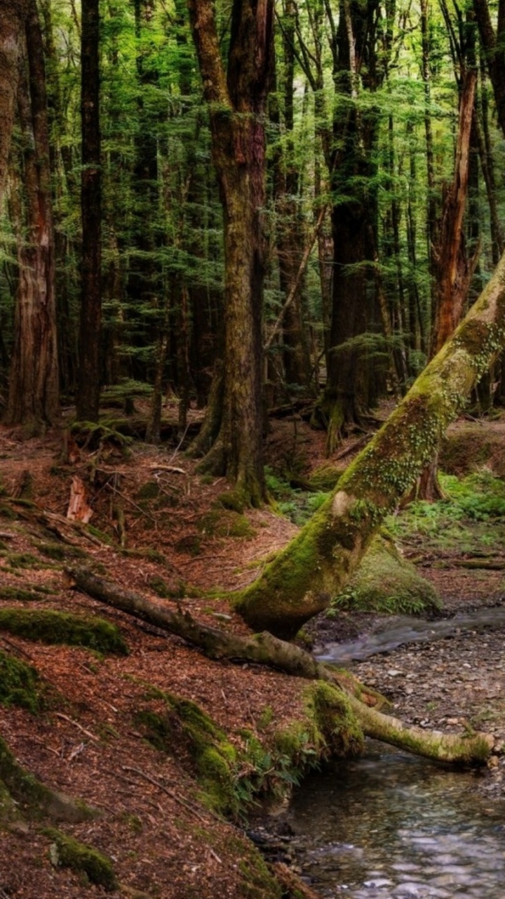 Обои дерево, лес, природа, лесистая местность, природный заповедник в разрешении 720x1280