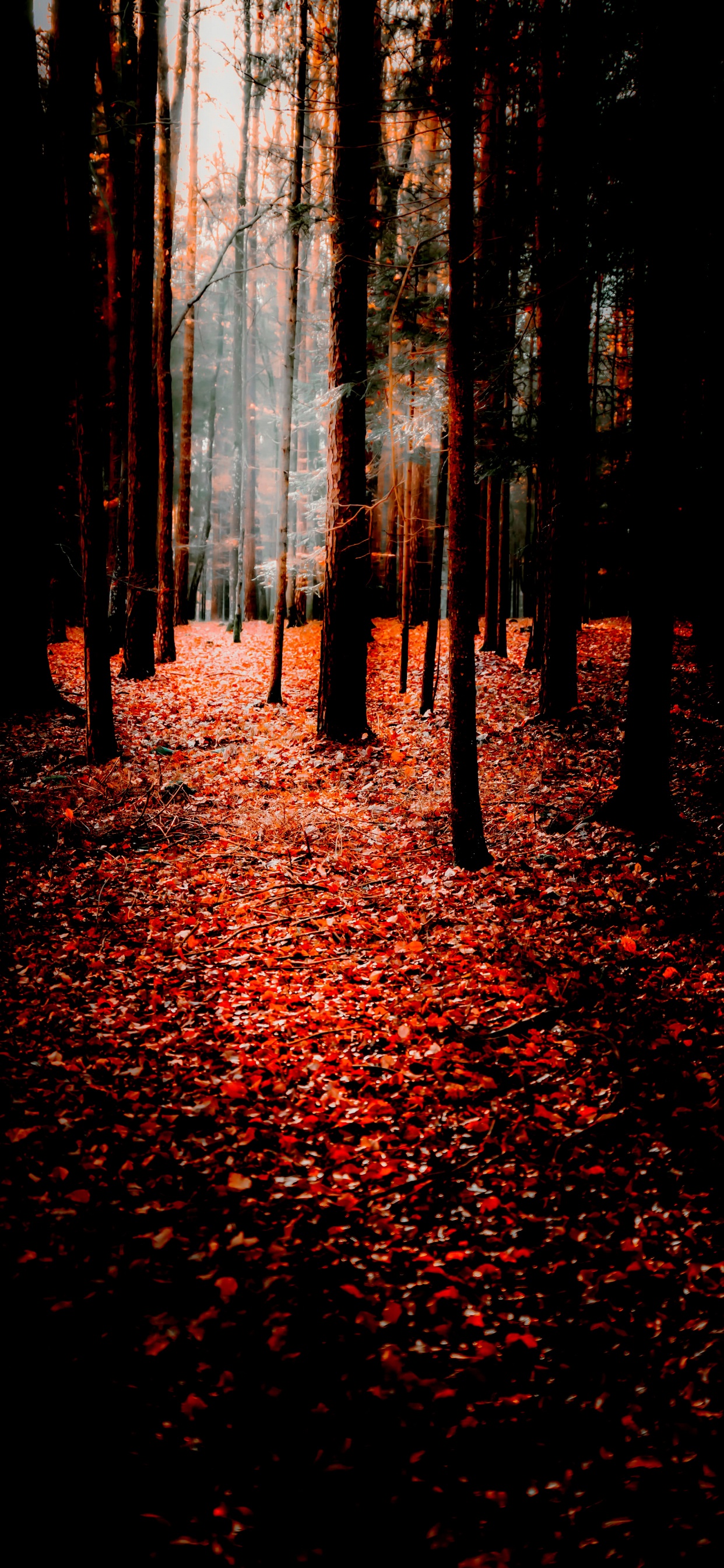 Обои природа, осень, поисковая оптимизация, смартфон, Люди в природе в разрешении 1242x2688