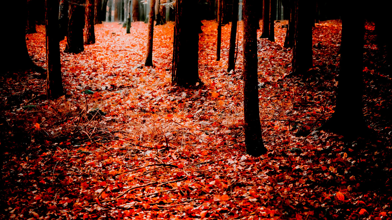 Обои природа, осень, поисковая оптимизация, смартфон, Люди в природе в разрешении 1366x768