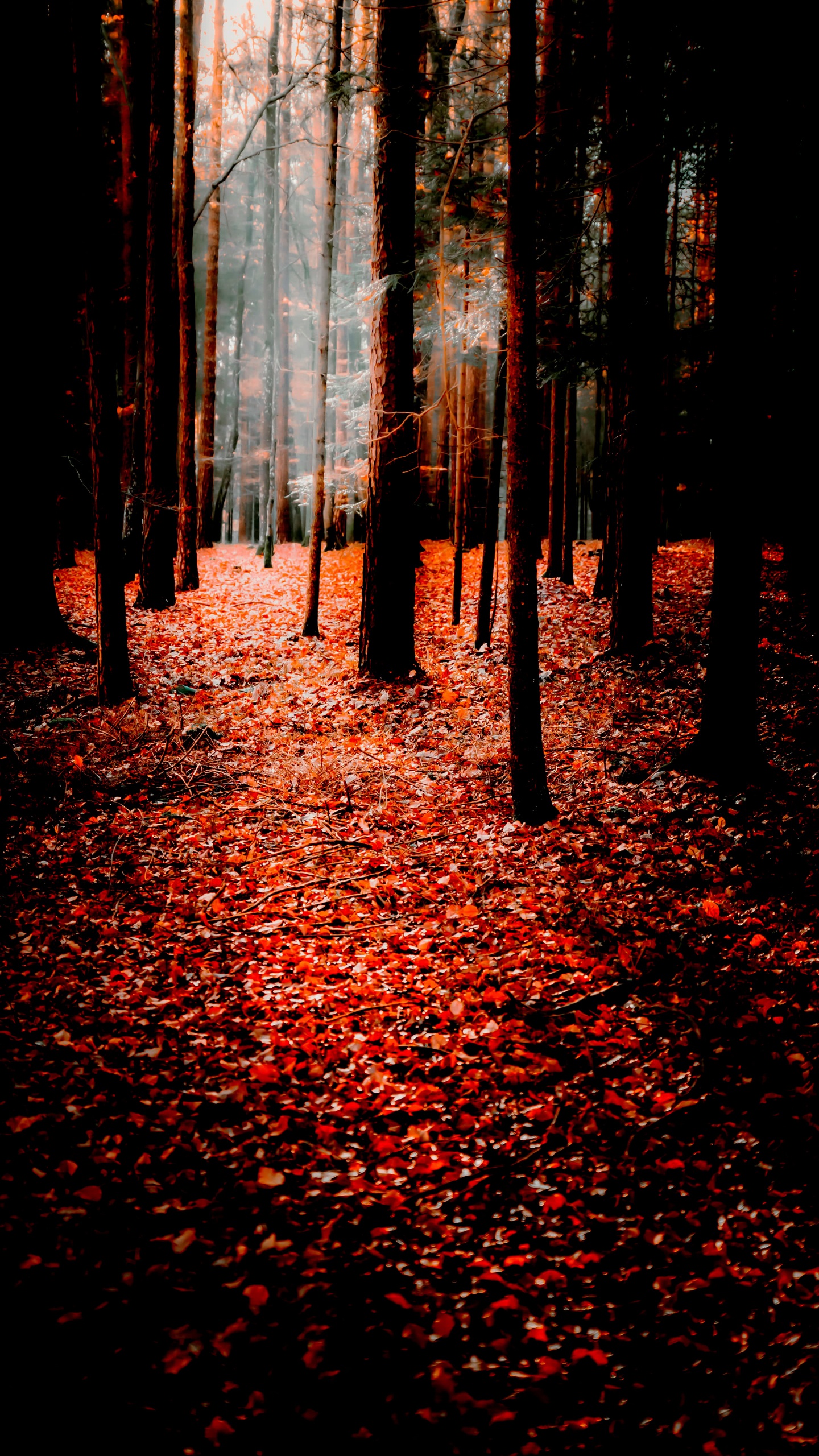 Обои природа, осень, поисковая оптимизация, смартфон, Люди в природе в разрешении 1440x2560