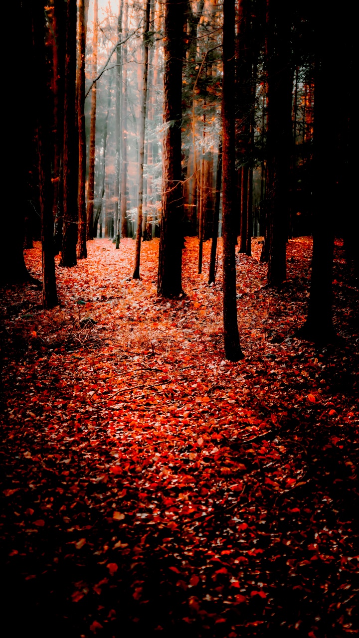 Обои природа, осень, поисковая оптимизация, смартфон, Люди в природе в разрешении 720x1280