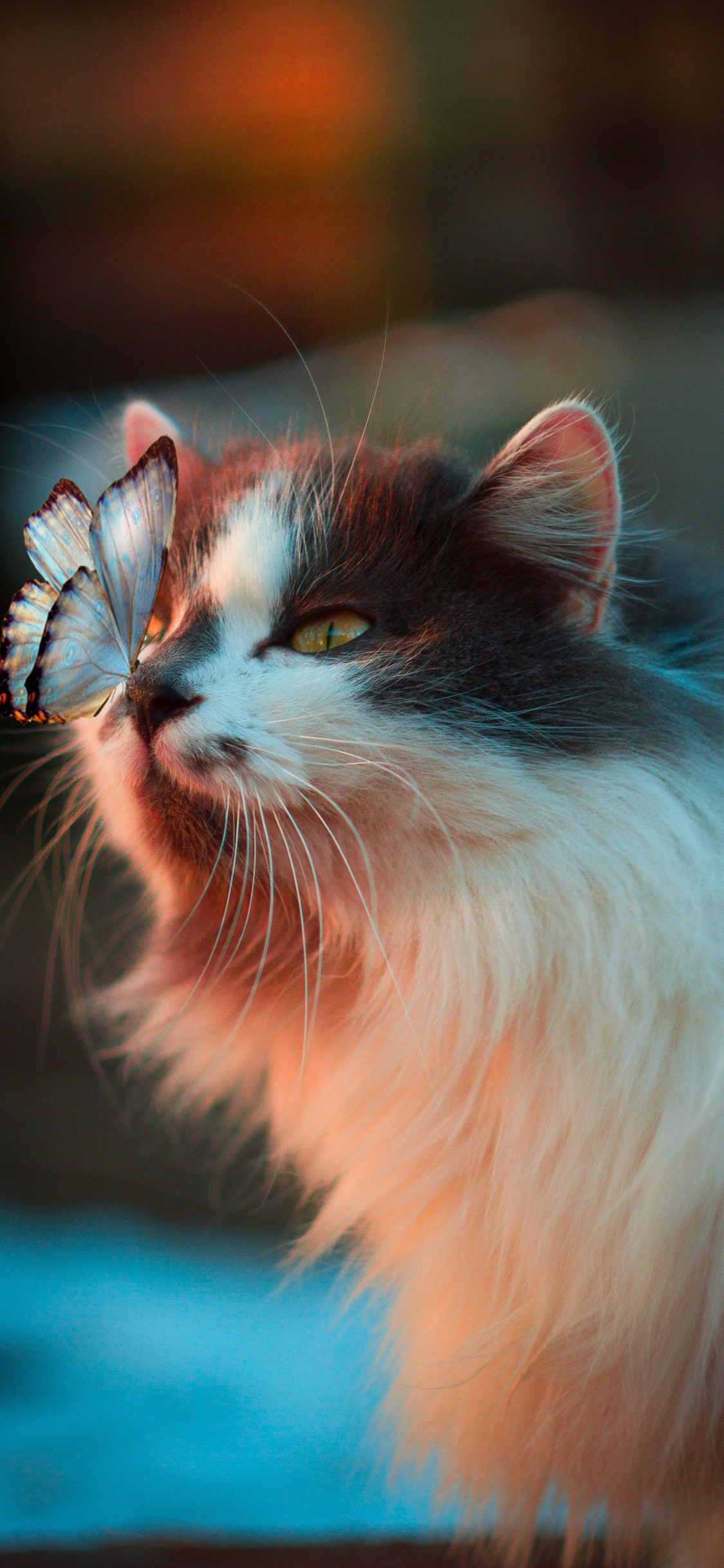 Обои кот, милый кот, датский дог, котенок, кошка игрушка в разрешении 1125x2436