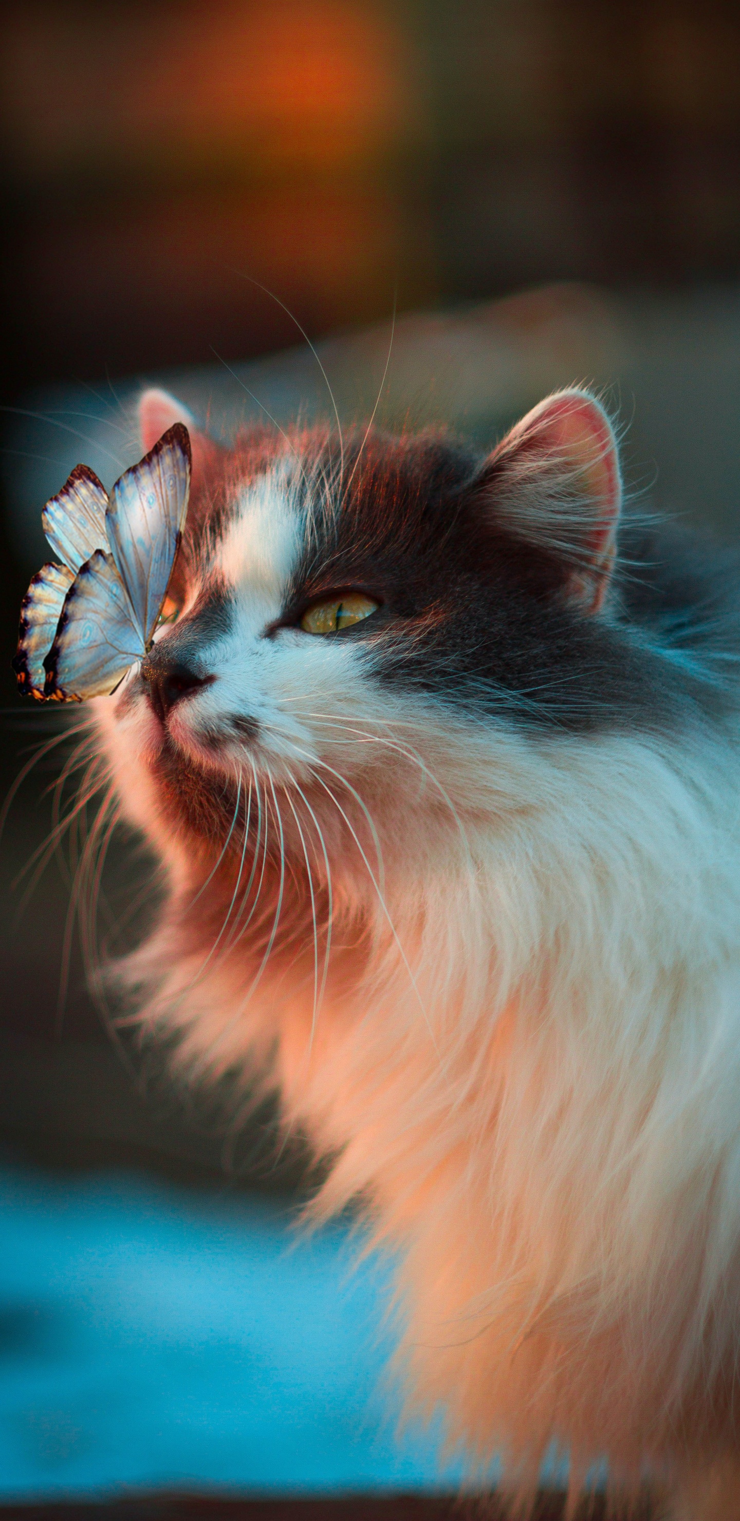 Коты бабочки