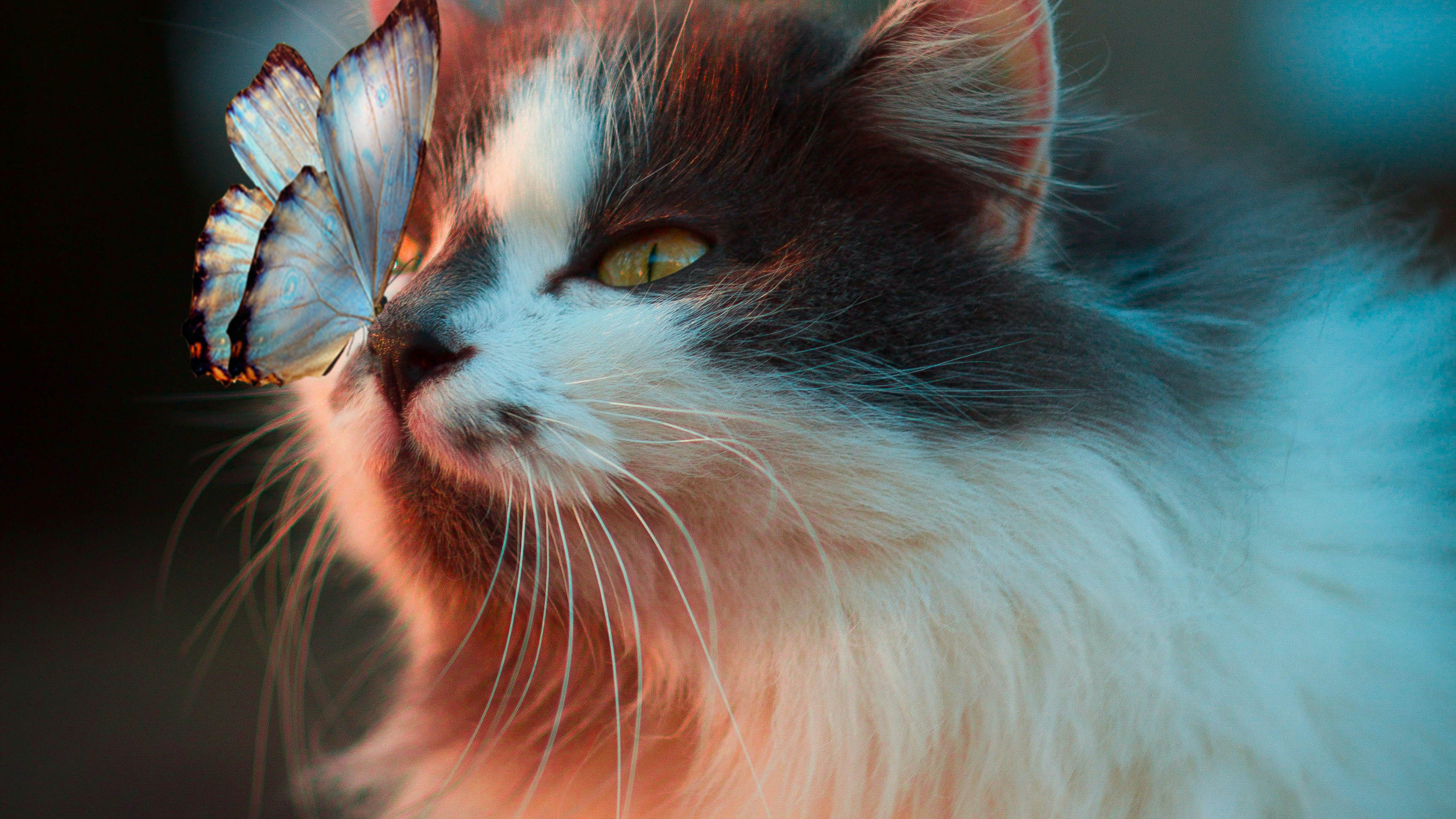 Обои кот, милый кот, датский дог, котенок, кошка игрушка в разрешении 2560x1440