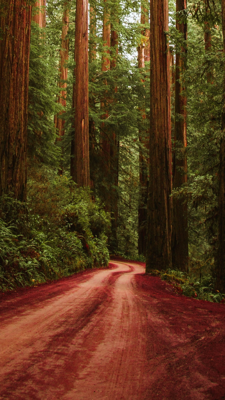 Обои лес, дерево, лесистая местность, природа, растительность в разрешении 750x1334