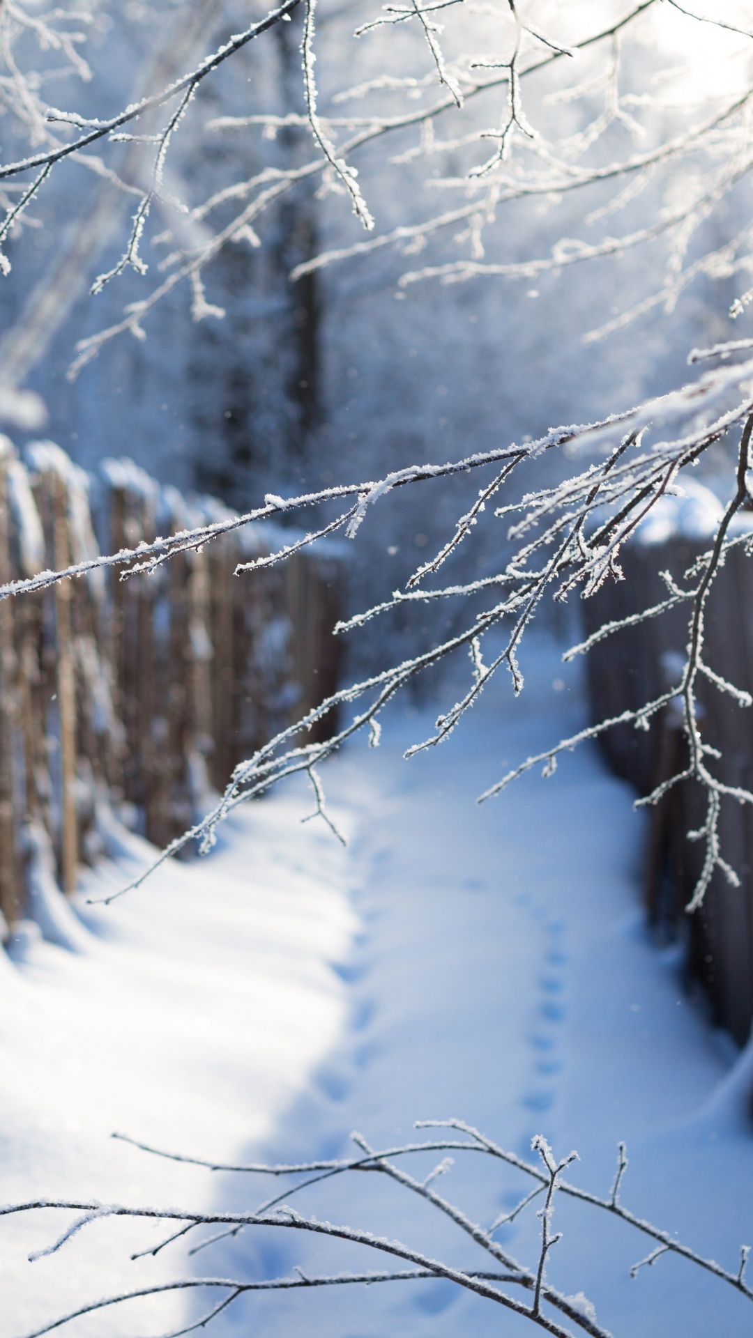 Обои снег, зима, дерево, ветвь, замораживание в разрешении 1080x1920