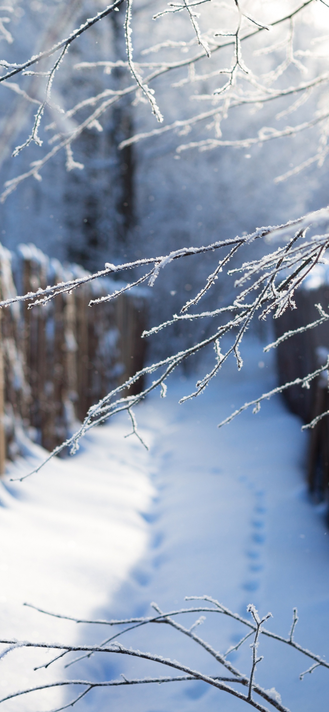 Обои снег, зима, дерево, ветвь, замораживание в разрешении 1125x2436