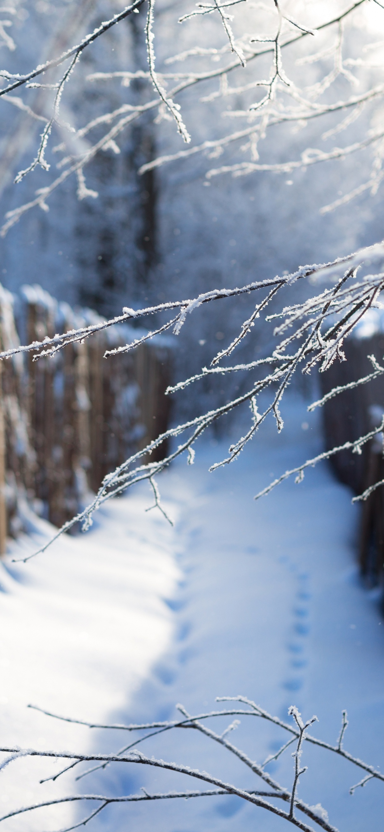 Обои снег, зима, дерево, ветвь, замораживание в разрешении 1242x2688