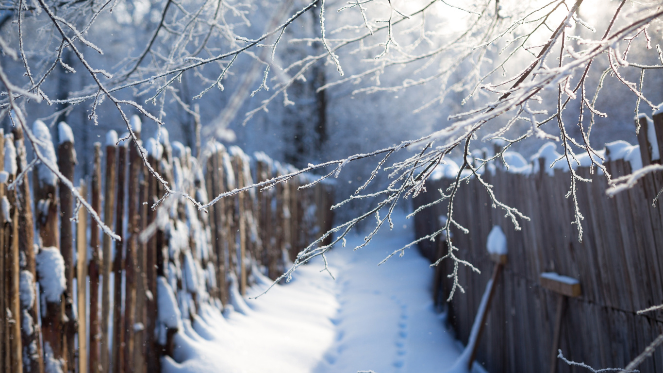 Обои снег, зима, дерево, ветвь, замораживание в разрешении 1366x768