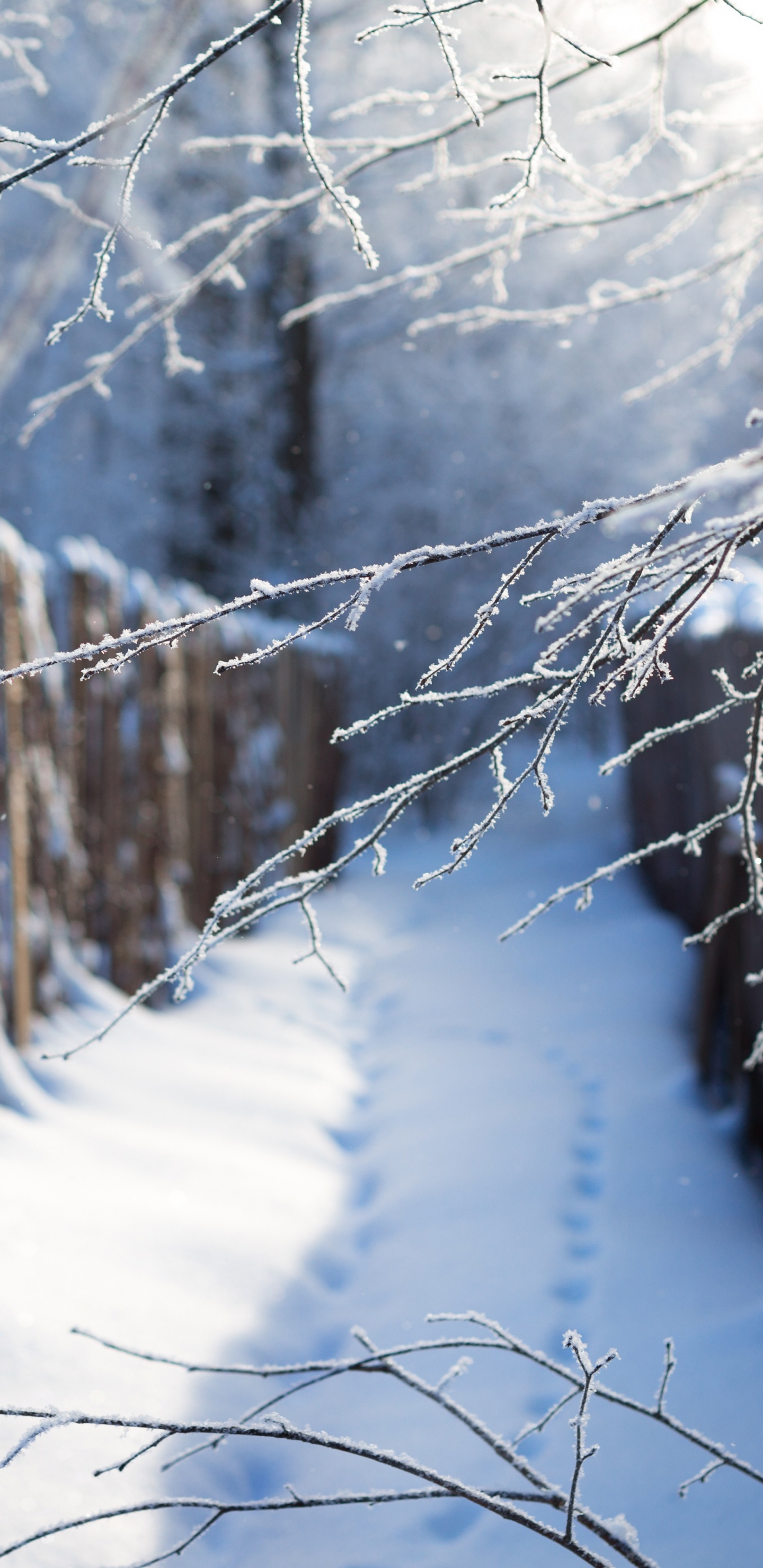 Обои снег, зима, дерево, ветвь, замораживание в разрешении 1440x2960