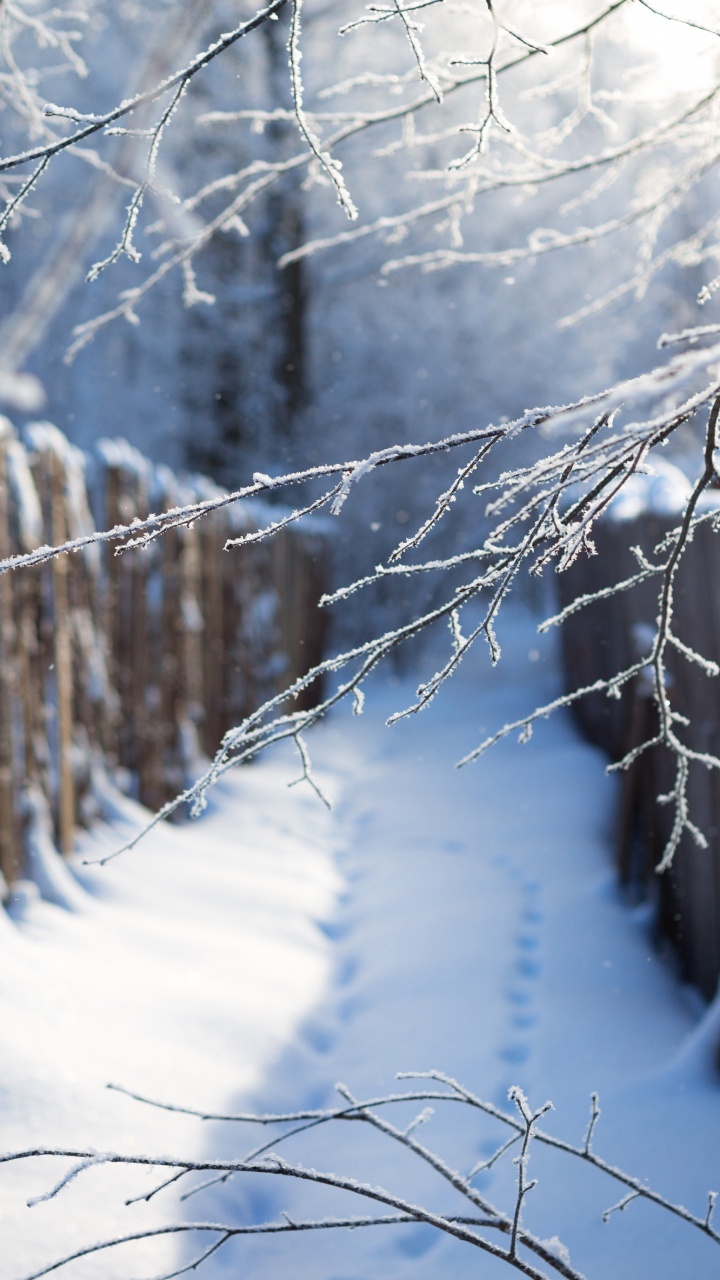 Обои снег, зима, дерево, ветвь, замораживание в разрешении 720x1280