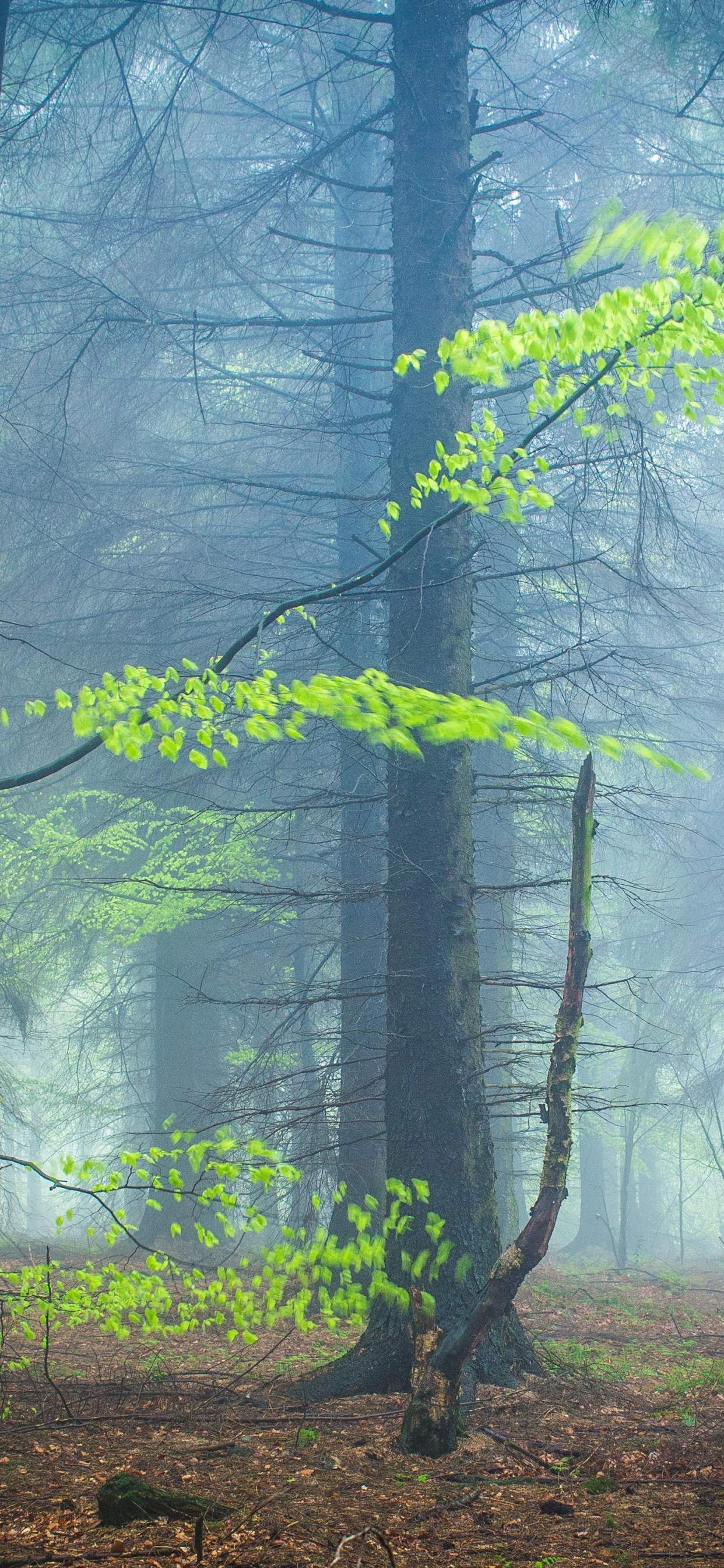 Обои лесистая местность, лес, природа, древесина, природный ландшафт в разрешении 1242x2688