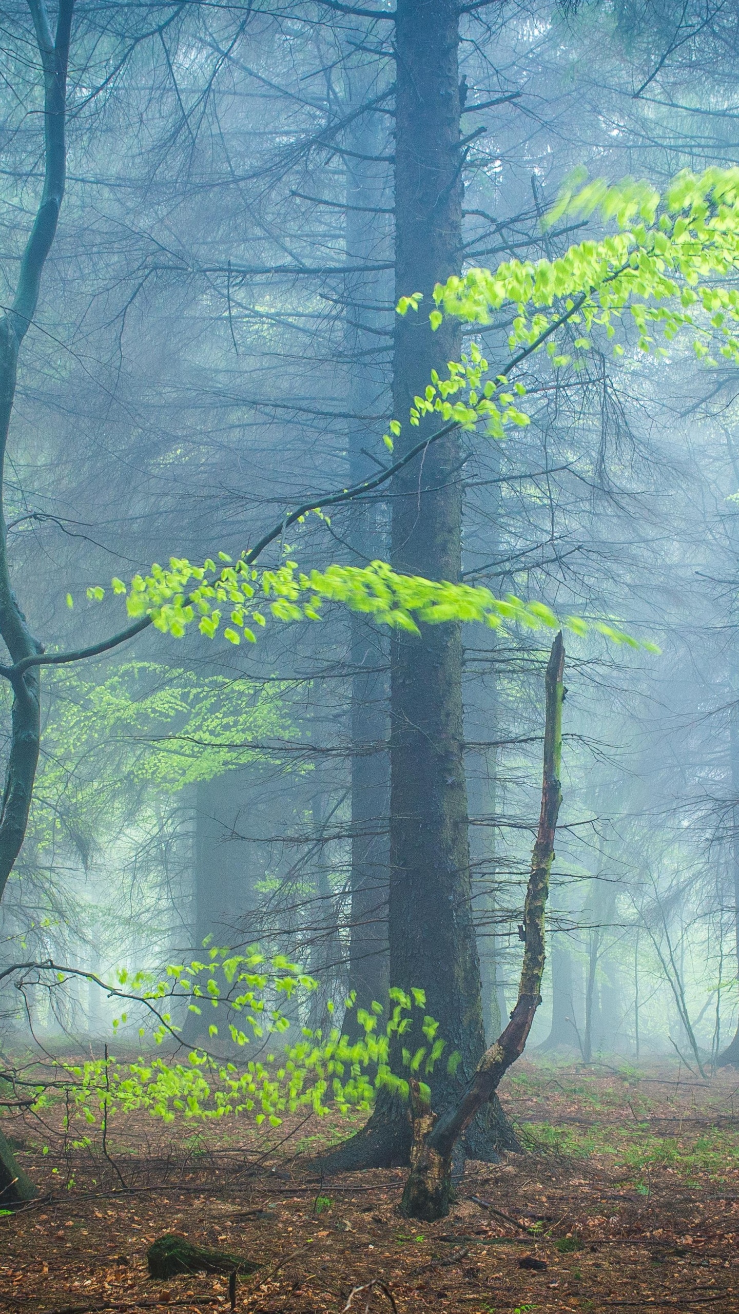 Обои лесистая местность, лес, природа, древесина, природный ландшафт в разрешении 1440x2560