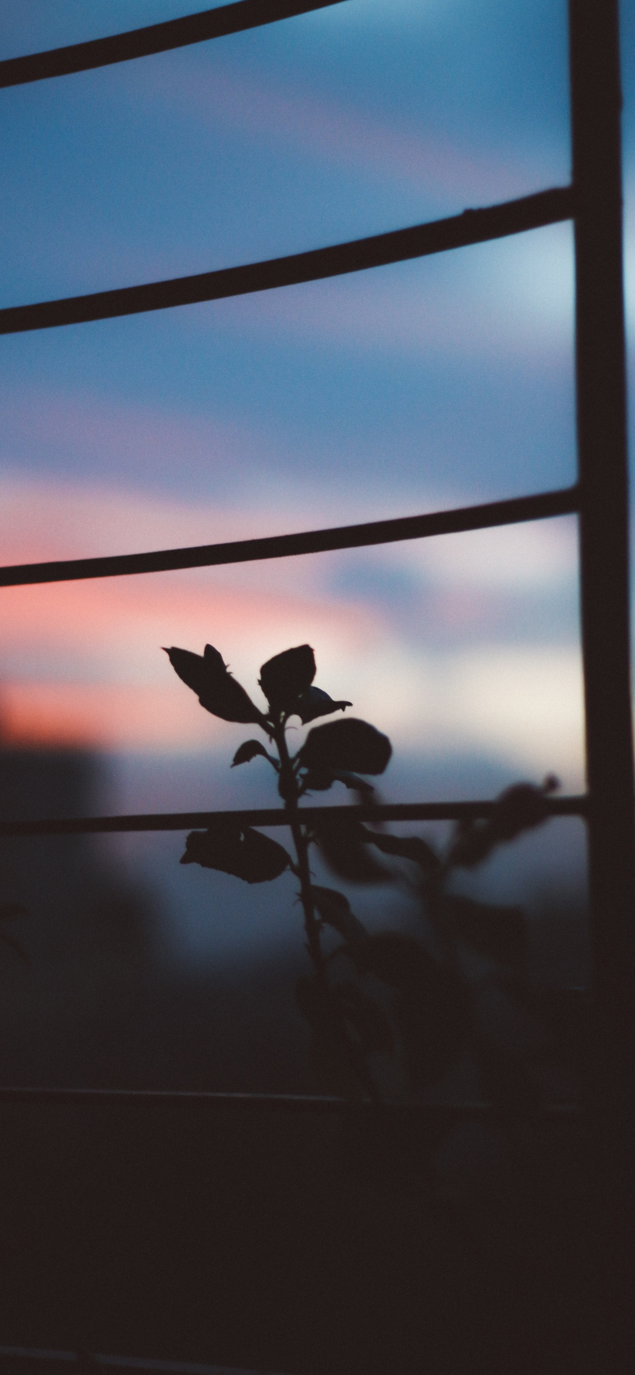 Обои цветной, облако, атмосфера, окно, растение в разрешении 1242x2688