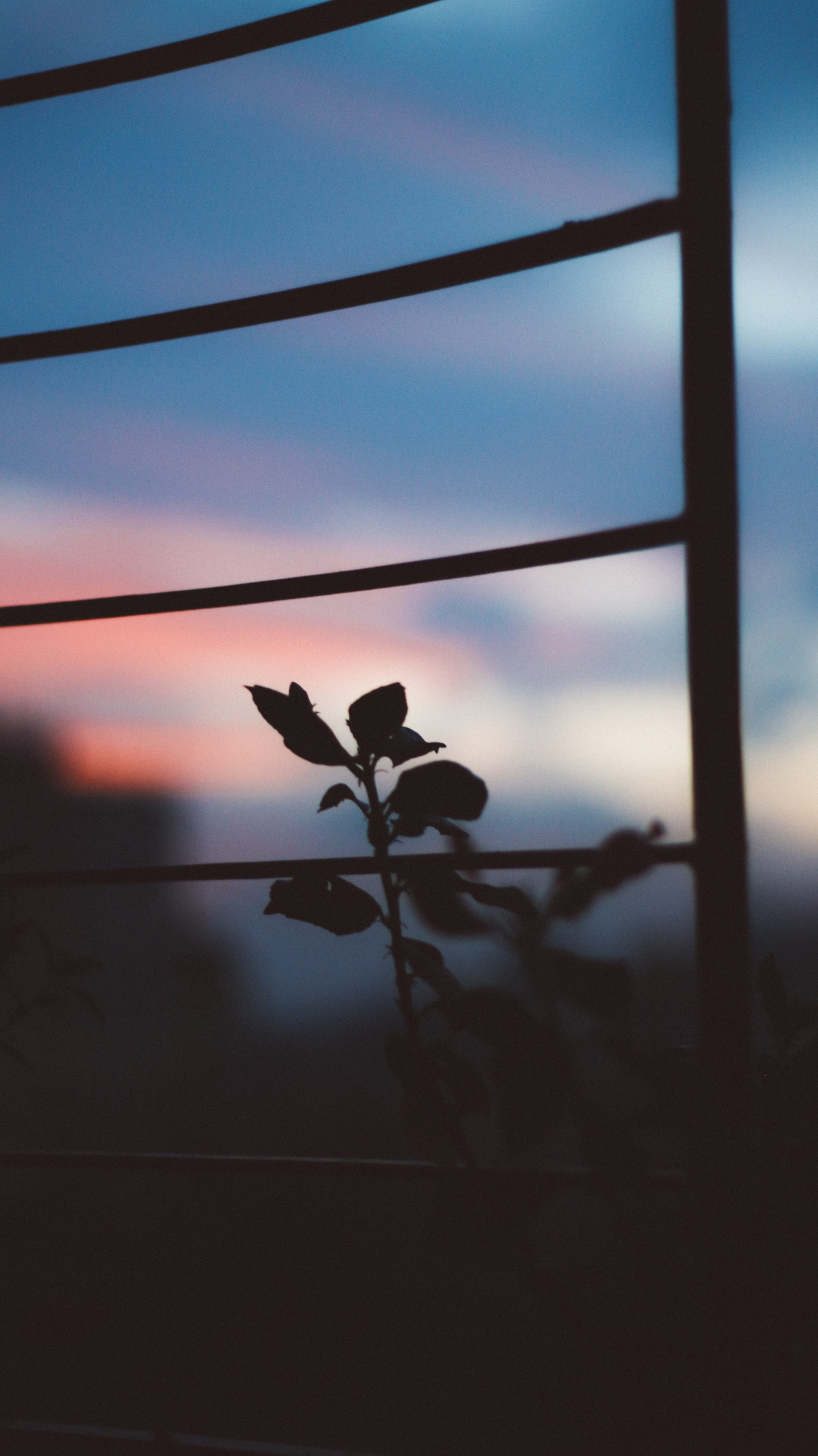 Обои цветной, облако, атмосфера, окно, растение в разрешении 1440x2560