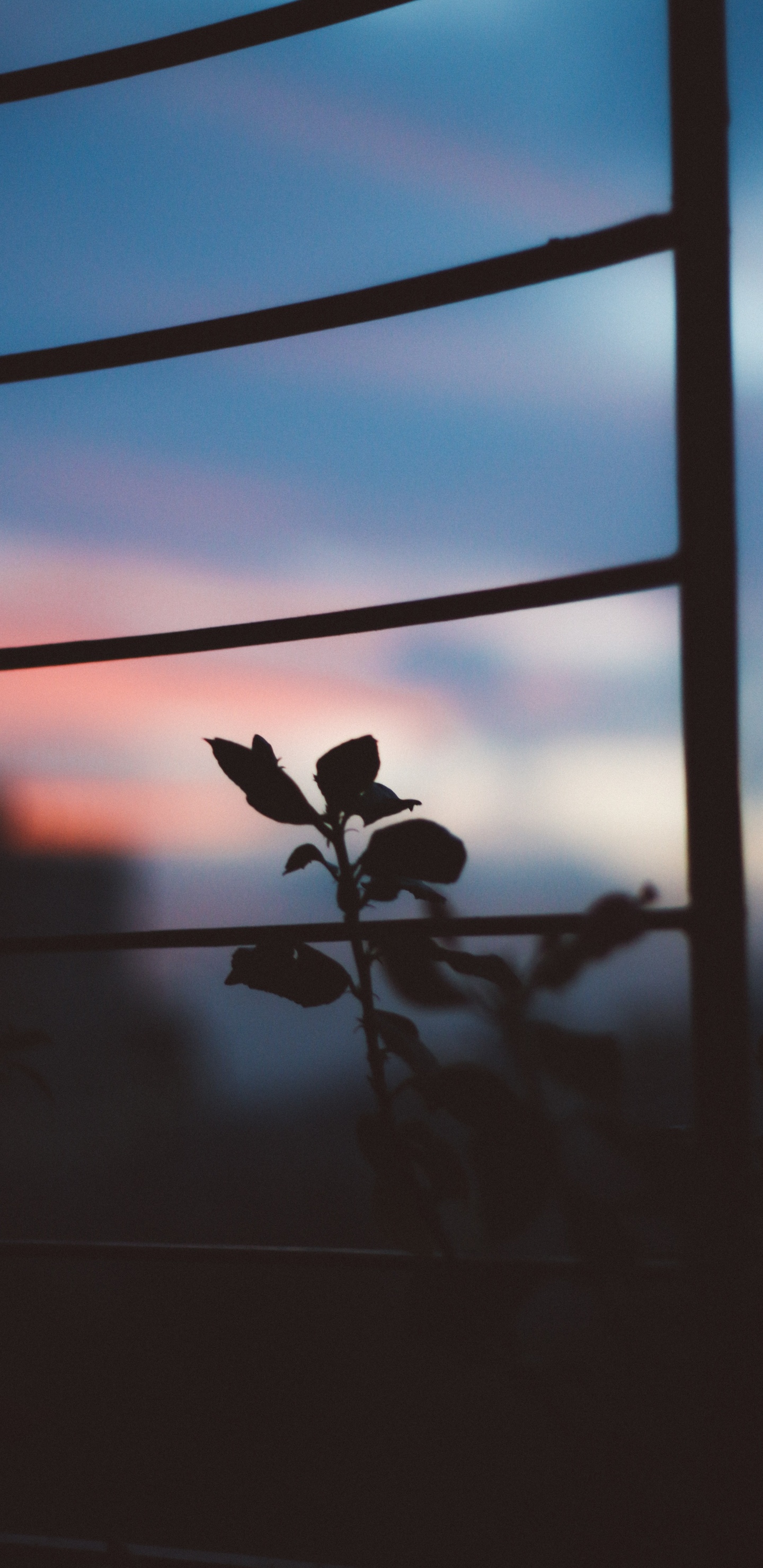 Обои цветной, облако, атмосфера, окно, растение в разрешении 1440x2960