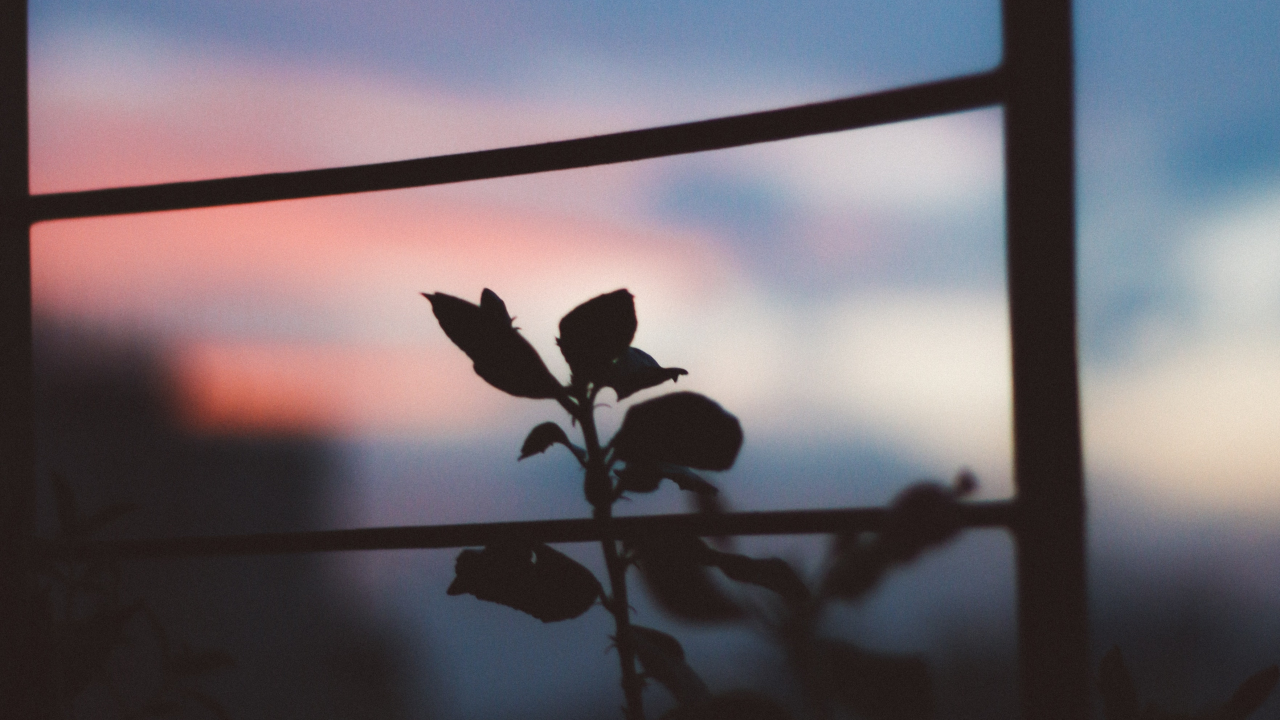 Обои цветной, облако, атмосфера, окно, растение в разрешении 2560x1440