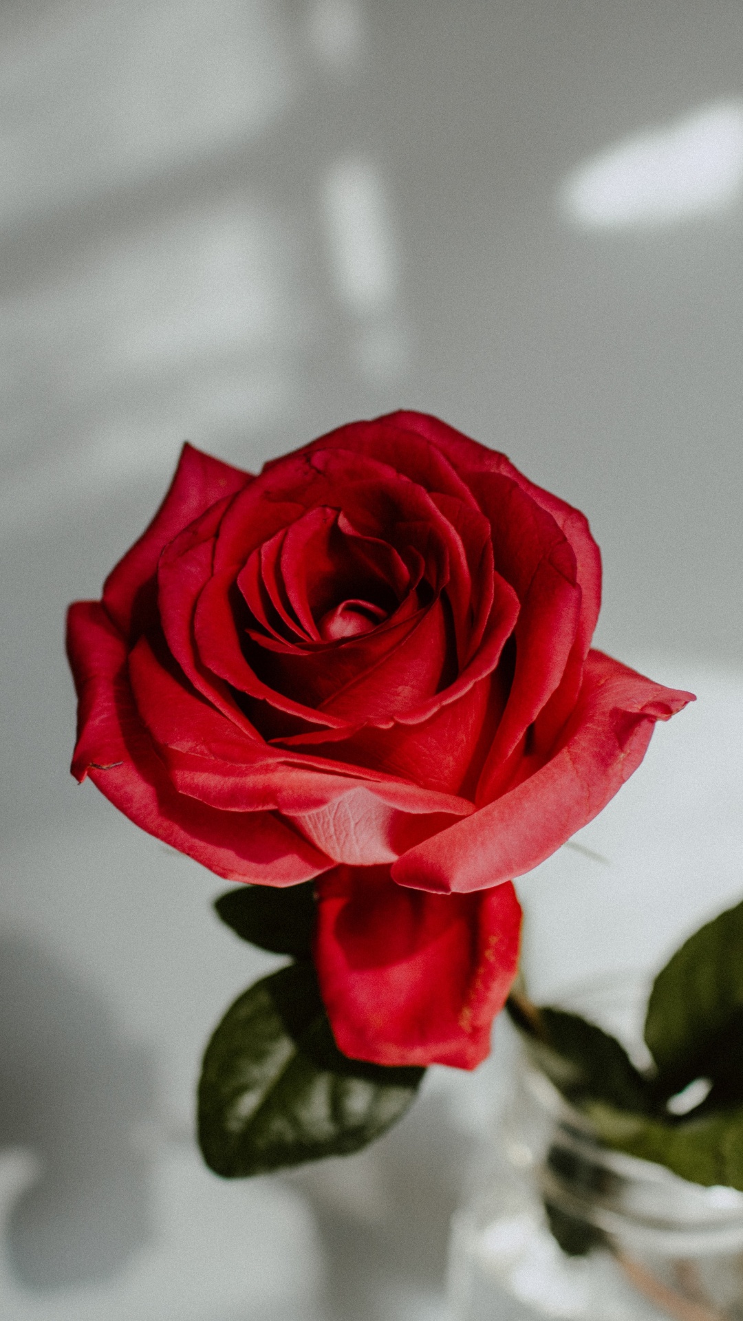 Обои Роза, цветок, сад роз, красный цвет, белые в разрешении 1080x1920