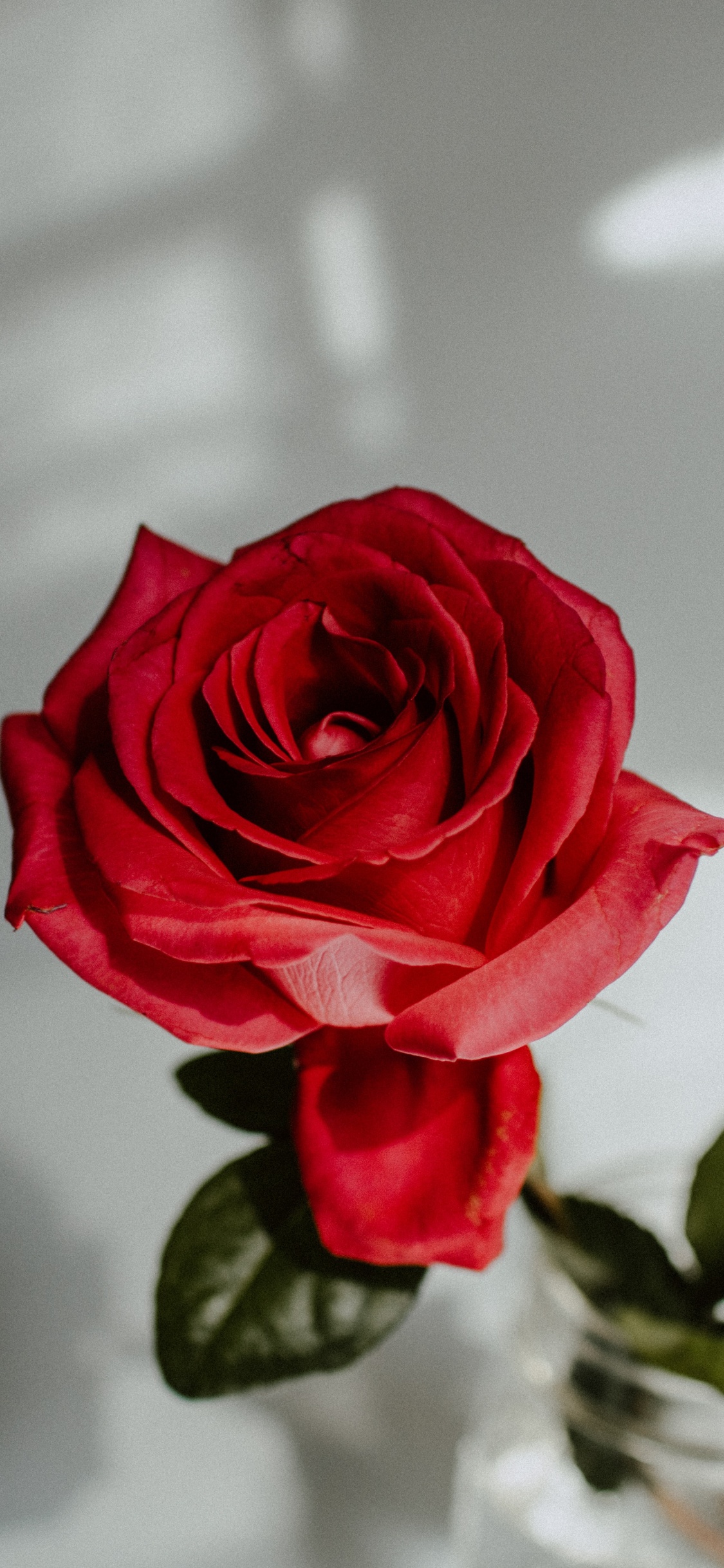 Обои Роза, цветок, сад роз, красный цвет, белые в разрешении 1125x2436
