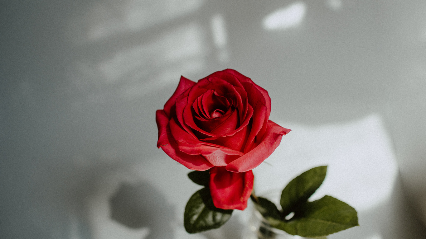 Обои Роза, цветок, сад роз, красный цвет, белые в разрешении 1366x768