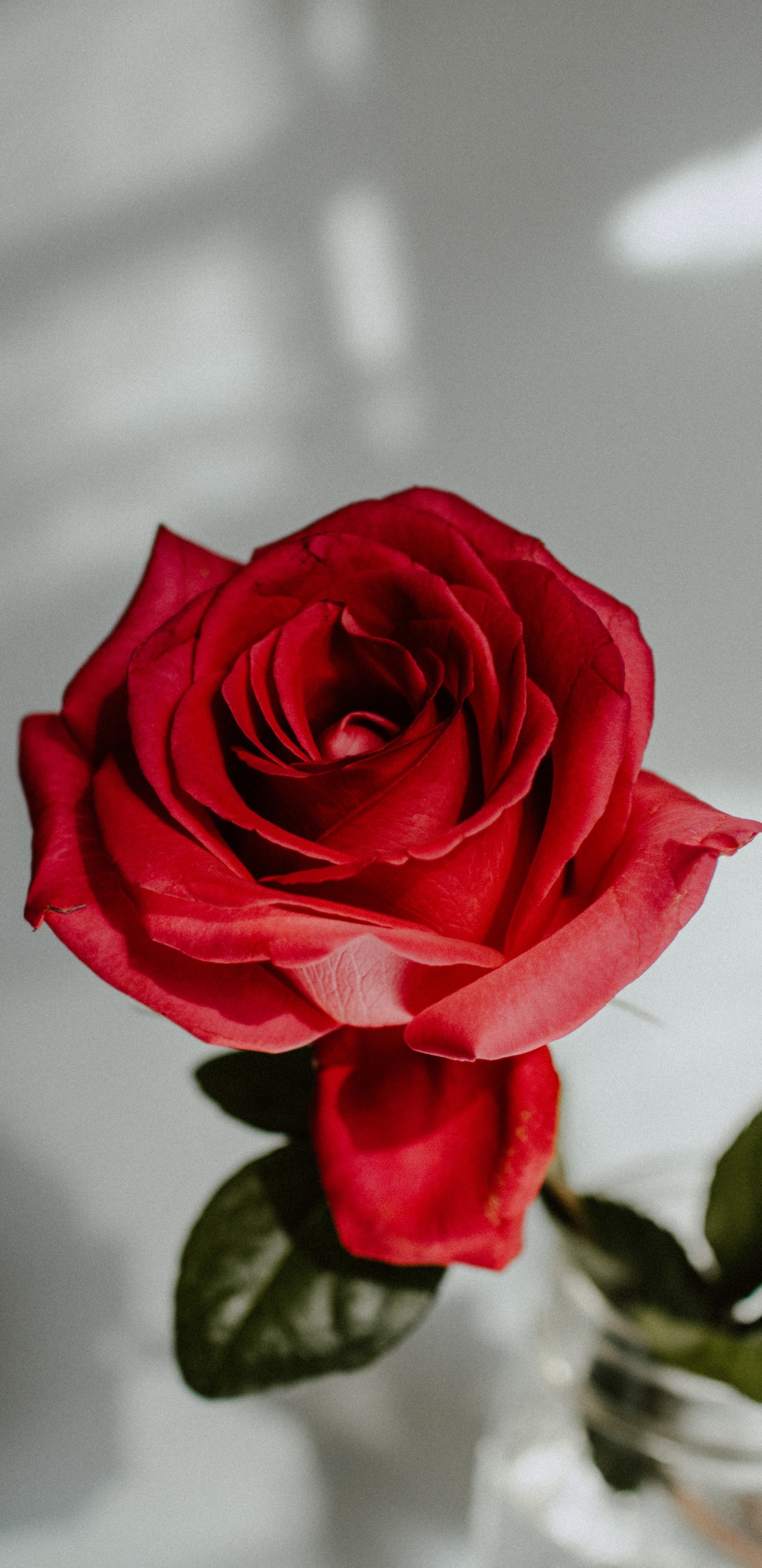 Обои Роза, цветок, сад роз, красный цвет, белые в разрешении 1440x2960