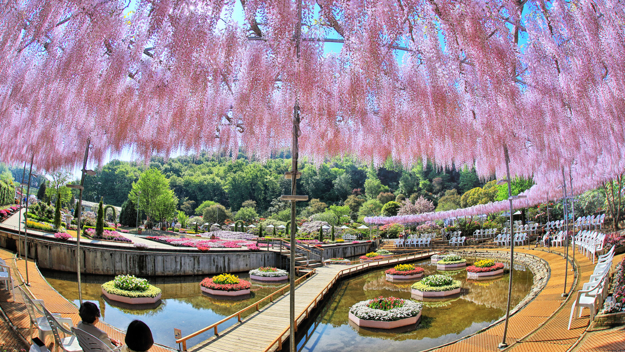Обои вода, Токио, дерево, водный путь, растение в разрешении 1280x720
