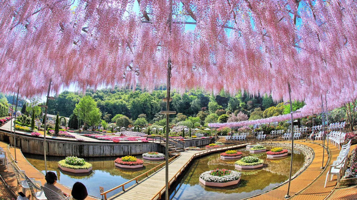 Обои вода, Токио, дерево, водный путь, растение в разрешении 1366x768