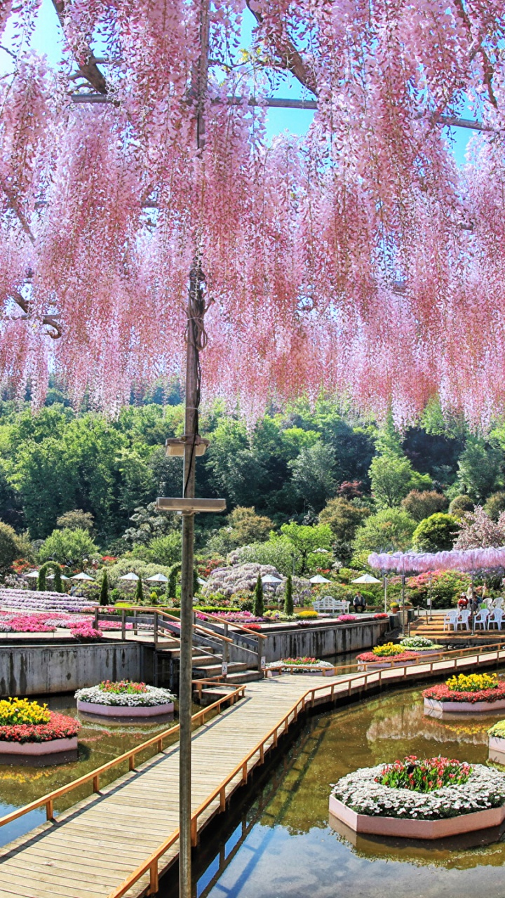 Обои вода, Токио, дерево, водный путь, растение в разрешении 720x1280