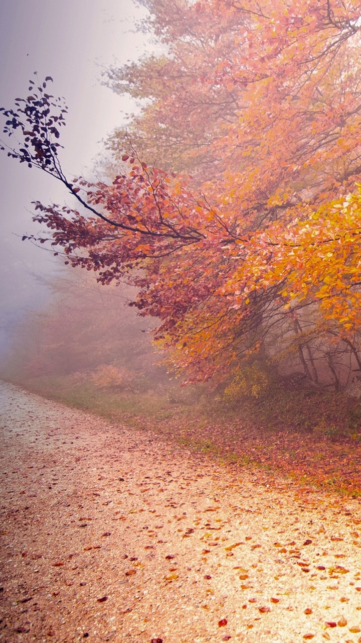 Обои Осеннее Утро, осень, утро, дерево, природа в разрешении 720x1280