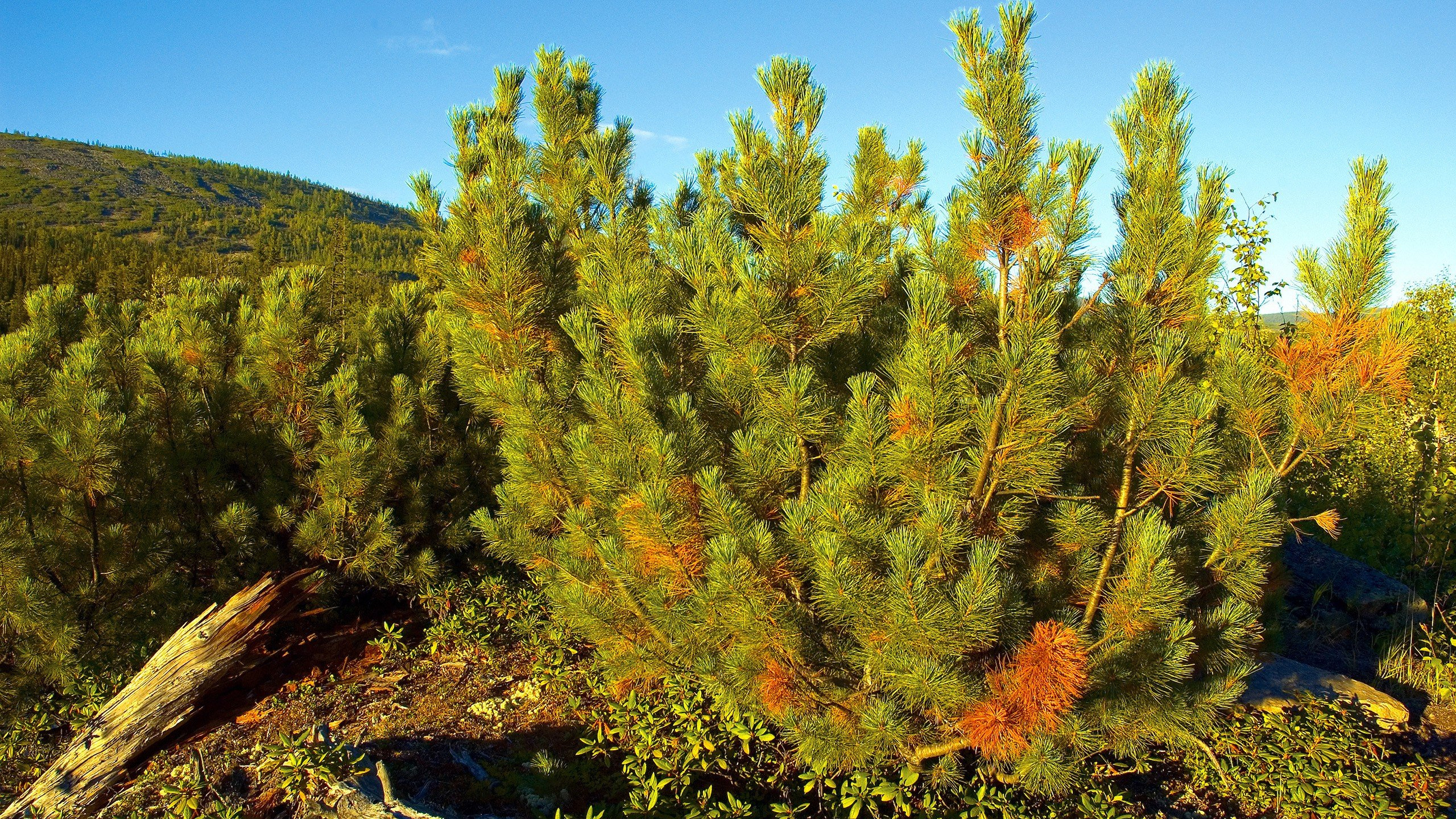 Обои растительность, лиственница, дерево, Сибирь, природа в разрешении 2560x1440