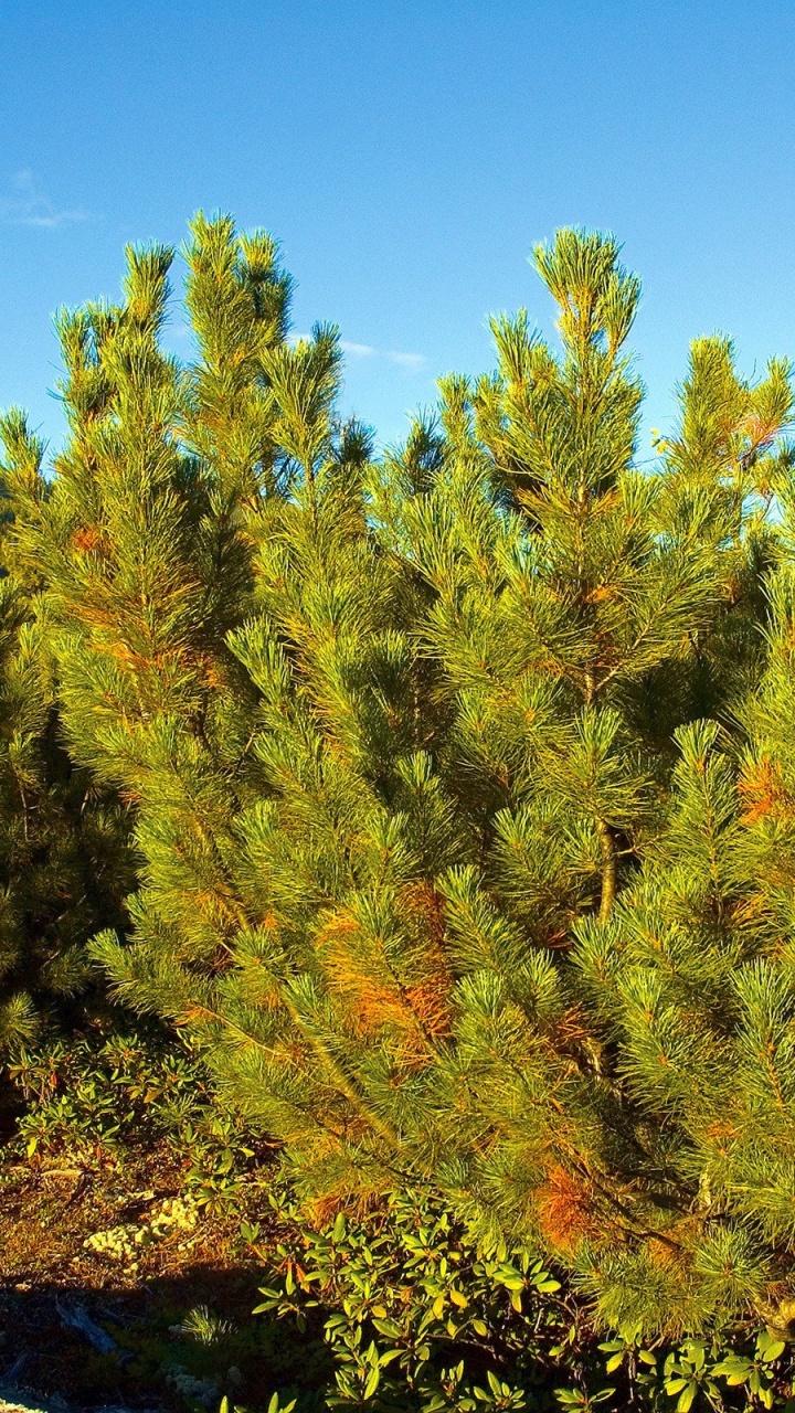 Обои растительность, лиственница, дерево, Сибирь, природа в разрешении 720x1280