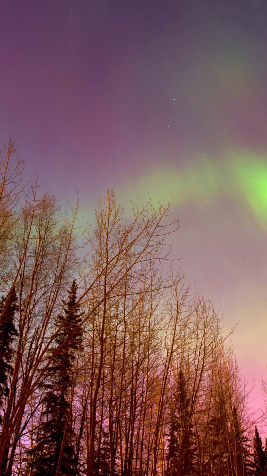 Обои Аврора, природа, дерево, природный ландшафт, облако в разрешении 1080x1920