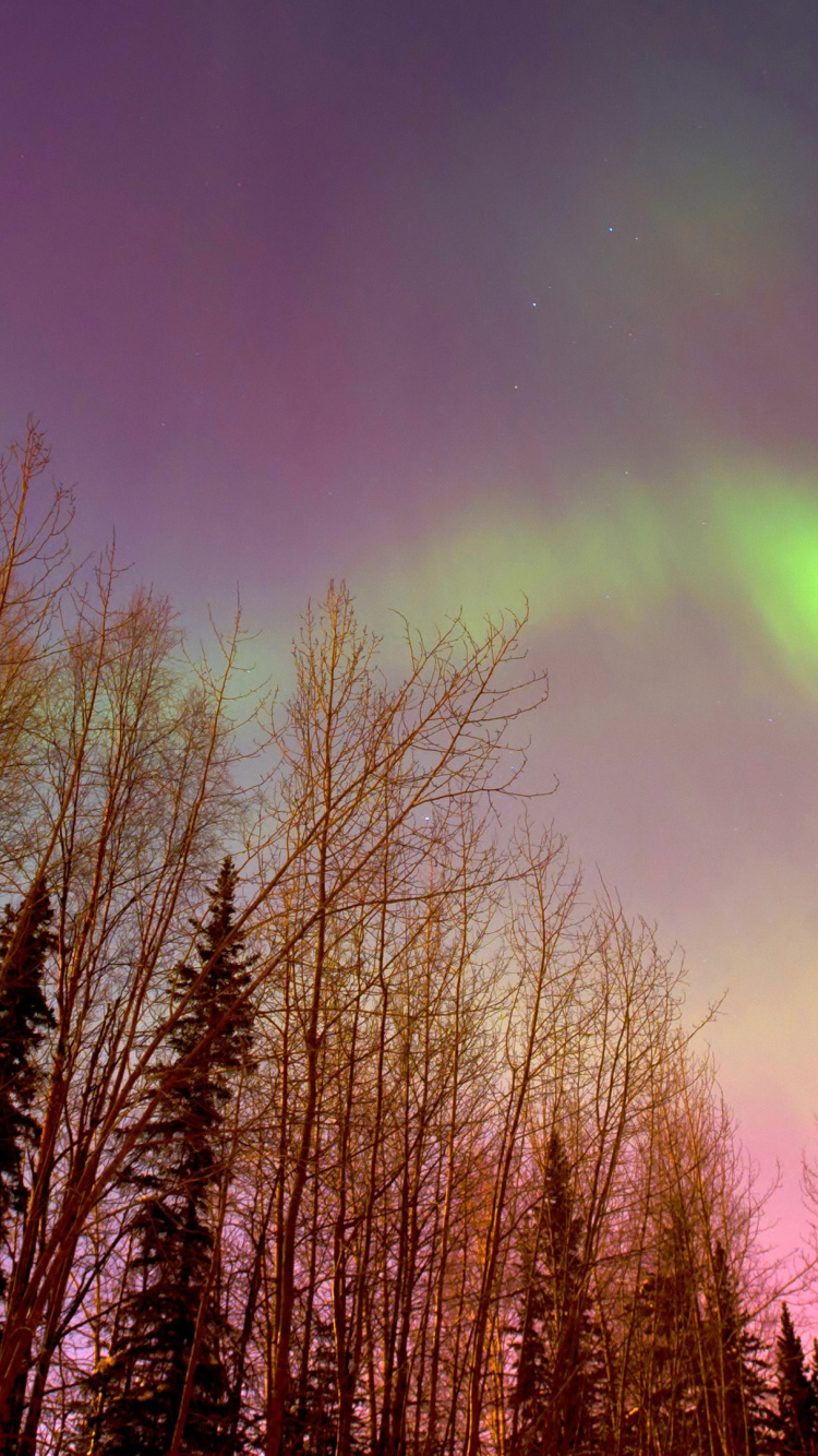 Обои Аврора, природа, дерево, природный ландшафт, облако в разрешении 750x1334