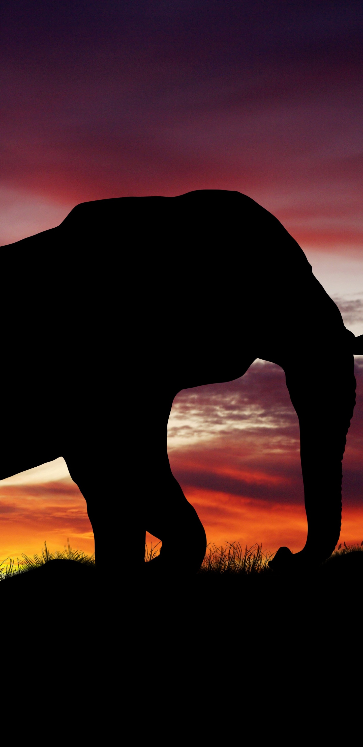 Обои Слон, слоны и мамонты, индийский слон, африканский слон, живая природа в разрешении 1440x2960