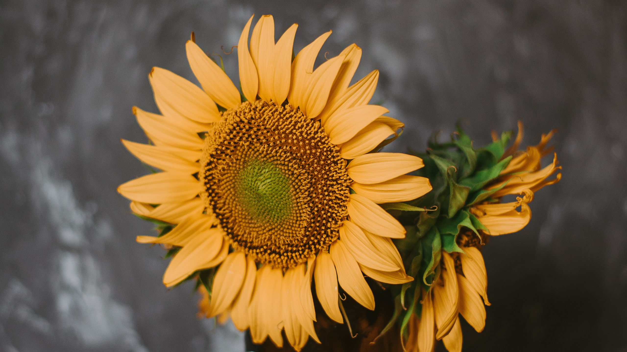 Обои цветок, желтый, натюрморт, растение, живопись в разрешении 2560x1440