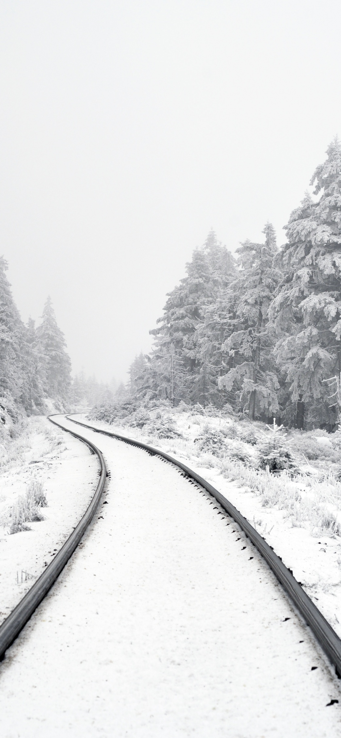 Обои Писание об исполнении, растение, снег, дерево, ветвь в разрешении 1125x2436